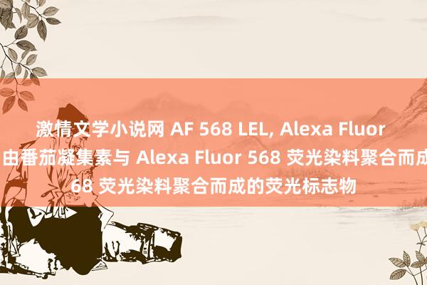 激情文学小说网 AF 568 LEL, Alexa Fluor 568 LEL, 一种由番茄凝集素与 Alexa Fluor 568 荧光染料聚合而成的荧光标志物